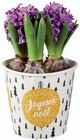 Pot Noël 3 jacinthes en promo chez Lidl Caen à 3,99 €