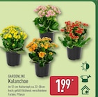 Kalanchoe bei ALDI Nord im Lüdinghausen Prospekt für 1,99 €