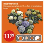 Angebot im V-Markt Rottenburg (Laaber) Prospekt V-Markt Rottenburg (Laaber) Prospekt mit im Angebot für 11,99 €