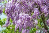Promo Glycine en variétés taille XXL à 49,99 € dans le catalogue Jardiland à Corbeil-Essonnes
