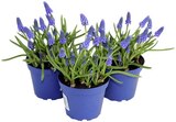 Muscari „Ton in Ton“ Angebote bei REWE Bielefeld für 1,79 €