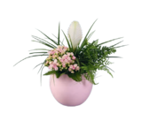 Aktuelles Bromelien im Kugeltopf Angebot bei Lidl in Mannheim ab 12,99 €