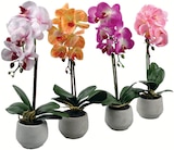 Aktuelle Orchidee Angebote bei Zimmermann in Hannover Aktuelles Orchidee Real Touch Angebot bei Zimmermann in Hannover ab 5,99 €