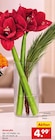 Netto Marken-Discount Aldersbach - Amaryllis Angebot im Prospekt Amaryllis bei Netto Marken-Discount im Aldersbach Prospekt für 4,99 €