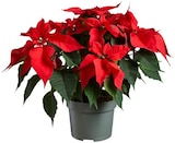 Grande Étoile de Noël en promo chez Lidl Besançon à 5,99 €