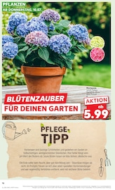Hortensie im Kaufland Prospekt in Willich Aktueller Kaufland Prospekt mit Hortensie, "Aktuelle Angebote", Seite 16