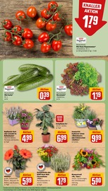 Blumen im REWE Prospekt in Beckum Aktueller REWE Prospekt mit Blumen, "Dein Markt", Seite 7