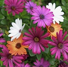 Marguerite du Cap - Delbard Marguerite du Cap à 2,99 € dans le catalogue Delbard