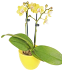 Mini-Orchidee im Keramik-Übertopf Angebote bei Kaufland Essen für 7,99 €