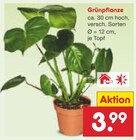 Grünpflanze im Angebot bei Netto Marken-Discount in Rottenburg Grünpflanze Angebote bei Netto Marken-Discount Rottenburg für 3,99 €