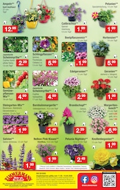 Hortensie im Zimmermann Prospekt in Neustadt Aktueller Zimmermann Prospekt mit Hortensie, "Aktuelle Angebote", Seite 10