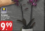 Aktuelles Orchidee Angebot bei E center in Duisburg ab 9,99 €