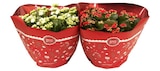 Coupe de kalanchoe en promo chez Carrefour Coupe de kalanchoe dans le catalogue Carrefour