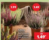 Calluna zweifarbig im Kaufland Prospekt Calluna zweifarbig im aktuellen Kaufland Prospekt für 1,49 €