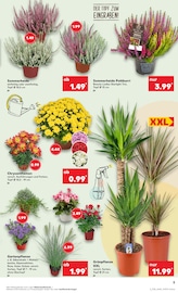 Ähnliche Salatpflanze Angebote im Prospekt "Aktuelle Angebote" von Kaufland in Hannover Ähnliche Angebote wie Salatpflanze im Prospekt "Aktuelle Angebote" auf Seite 5 von Kaufland in Hannover
