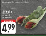 E center Dorsten - Amaryllis Angebot im Prospekt Amaryllis bei E center im Dorsten Prospekt für 4,99 €
