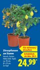 Zitruspflanzen am Stamm im aktuellen Lidl Prospekt