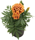 Studentenblume Angebote bei REWE Ludwigshafen für 1,29 €