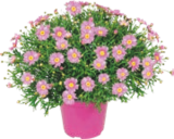 MARGUERITE - GARDENLINE en promo à 5,99 € chez Aldi MARGUERITE - GARDENLINE dans le catalogue Aldi