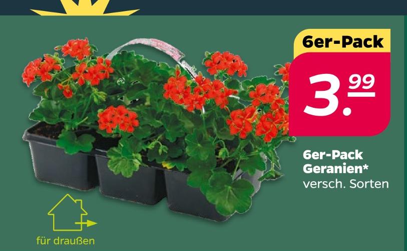 6er-Pack Geranien