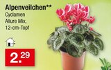 Aktuelle Alpenveilchen Angebote bei Zimmermann in Bremen Aktuelles Alpenveilchen Angebot bei Zimmermann in Bremen ab 2,29 €