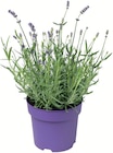 Lavendel Angebote bei Zimmermann Göttingen für 1,99 €