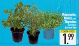 Aktuelles Rosmarin Angebot bei E center in Regensburg ab 1,99 €
