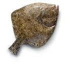 Steinbutt Zucht von Metro Chef im aktuellen METRO Prospekt