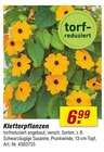 Kletterpflanzen von  im aktuellen toom Baumarkt Prospekt für 6,99 €