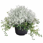 Gitterkraut und Mühlenbeckia im Angebot bei Dehner Garten-Center in Ibbenbüren Gitterkraut und Mühlenbeckia Angebote bei Dehner Garten-Center Ibbenbüren für 2,99 €