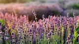 Lavendel Angebote bei Garten-Center Nordharz GmbH & Co. KG Wolfsburg für 4,99 €