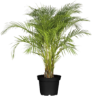 Goldfruchtpalme(Areca lutescens) Angebote bei Globus-Baumarkt Stuttgart für 29,99 €