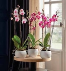 Phalaenopsis pot 12 cm 3 tiges en promo chez Intermarché Aulnay-sous-Bois à 11,99 €