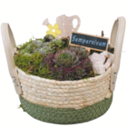 Hauswurz-Arrangement für 7,99 € bei toom Baumarkt im Angebot Hauswurz-Arrangement im aktuellen toom Baumarkt Prospekt