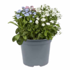 Stielprimel 'Stella Golden Yellow', Tausendschön oder Vergissmeinnicht 'Mon Amie Trio' bei Hagebaumarkt im Iserlohn Prospekt für 4,99 €