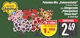 Petunien Mix Kaiserschatzl bei EDEKA im Bad Aibling Prospekt für 1,99 €
