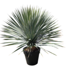 Yucca rostrata en promo chez LaMaison.fr Valence à 49,90 €