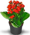 Penny Möckmühl - Flammendes Käthchen Angebot im Prospekt Flammendes Käthchen bei Penny im Möckmühl Prospekt für 1,79 €