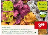 Heuchera im Pflanzen Kölle Prospekt Heuchera von Kölle im aktuellen Pflanzen Kölle Prospekt für 3,99 €