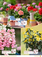Balkonpflanzen im Garten-Center Nordharz GmbH & Co. KG Prospekt in Braunschweig Aktueller Garten-Center Nordharz GmbH & Co. KG Prospekt mit Balkonpflanzen, "Rosenreich", Seite 3