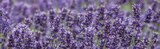 Lavendel (Lavandula angustifolia) bei Globus-Baumarkt im Weinheim Prospekt für 5,99 €