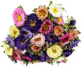 Sommerastern im Angebot bei REWE in Karlsruhe Sommerastern Angebote bei REWE Karlsruhe für 2,29 €