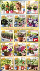 Aktueller CENTERSHOP Prospekt mit Balkonpflanzen, "Da geht was.", Seite 2