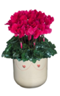Promo Cyclamen midi ECLOZ à 7,99 € dans le catalogue Jardiland à Gometz-le-Châtel