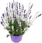 Lavendel Angebote bei Penny Koblenz für 1,99 €