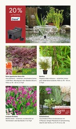 Pflanzen Kölle Bewaesserung im Prospekt 