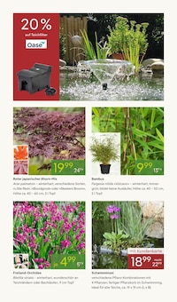 Bambus im aktuellen Pflanzen Kölle Prospekt (Stuttgart) Bambus im Pflanzen Kölle Prospekt "FRÜHLING ERLEBEN" mit 16 Seiten (Stuttgart)