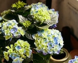 Hortensie Angebot in Reichenbach Hortensie im aktuellen Prospekt bei Kaufland in Reichenbach