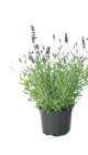 Gartenlavendel im aktuellen EDEKA Prospekt