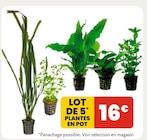 Lot de 5 plantes en pot - Animalis à Saint-Maur-des-Fossés Lot de 5 plantes en pot en promo chez Animalis Saint-Maur-des-Fossés à 16,00 €